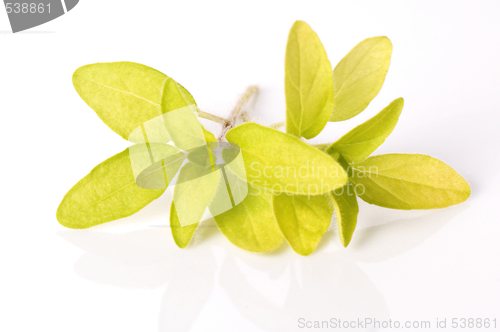 Image of oregano