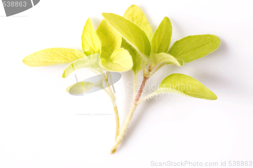 Image of fresh herbs. oregano