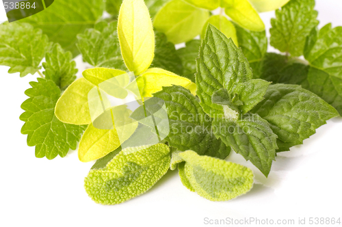Image of fresh herbs