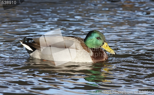 Image of Mallard in the water. 