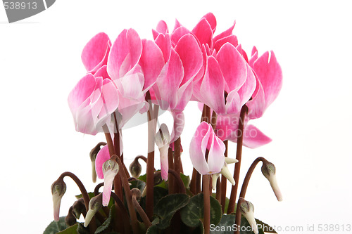 Image of Cyclamen