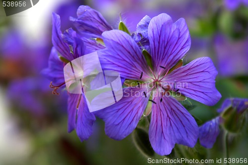 Image of Geranium × magnificum