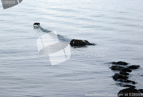 Image of Cormorant leaving its resting place