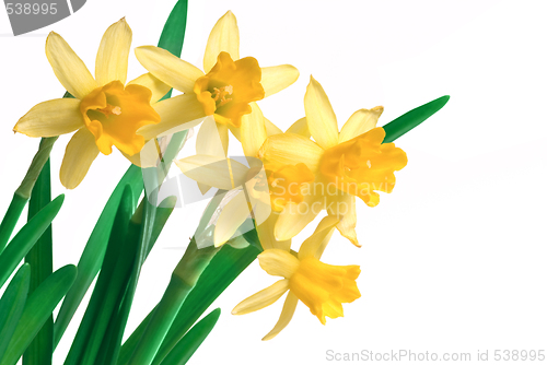 Image of daffodils