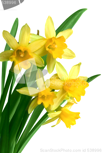 Image of daffodils