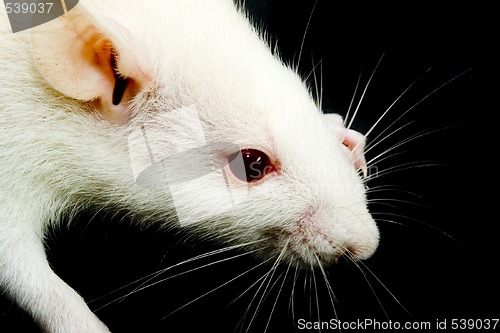 Image of White Rat