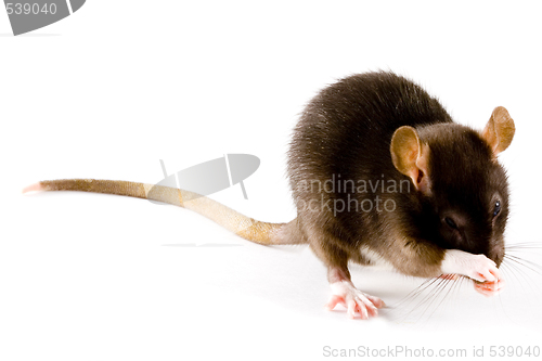 Image of Brown Rat