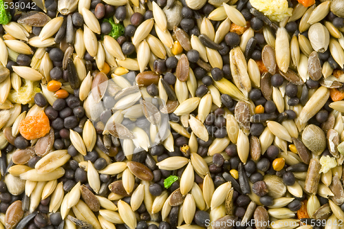 Image of Bird Food