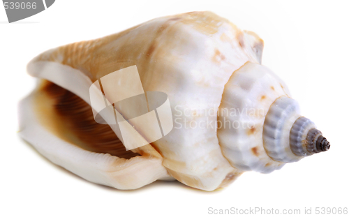 Image of sea shell 