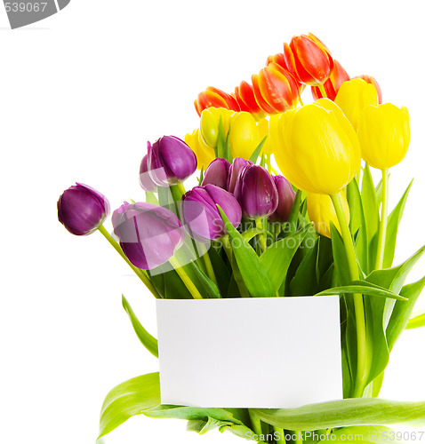 Image of Tulip gift