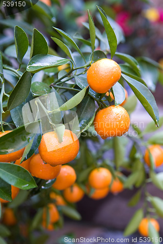 Image of Oranges on a tree