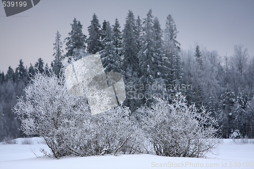 Image of Snowy scenery