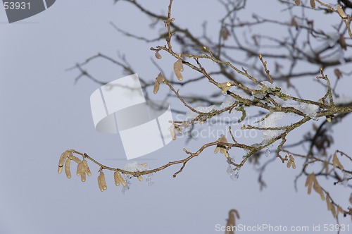 Image of A winter tree