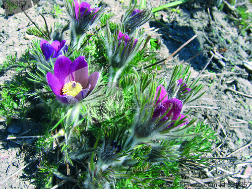 Image of pasque flower