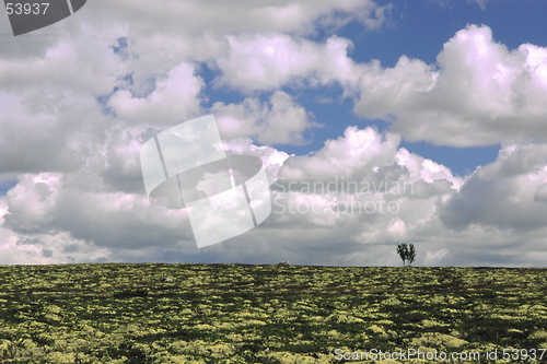 Image of Solitary Tree