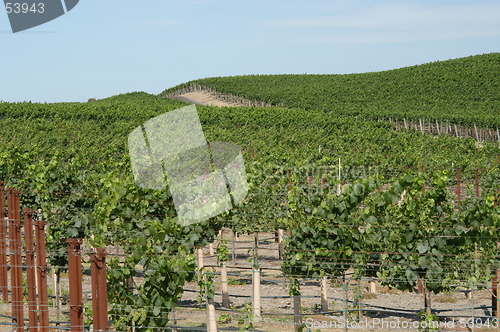 Image of Vines
