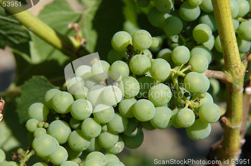 Image of Grapes