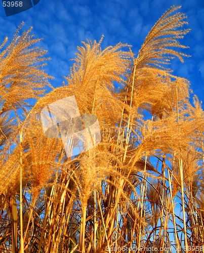 Image of Harvest