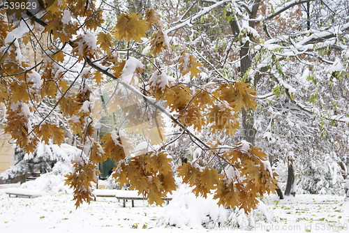 Image of Tree branch unter snow