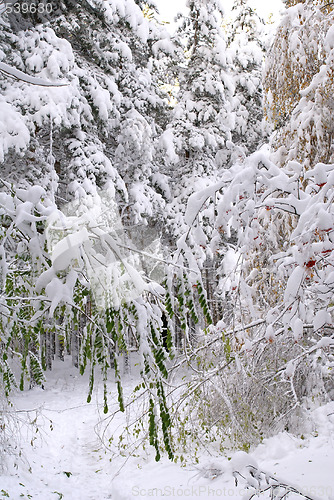 Image of Tree under snow