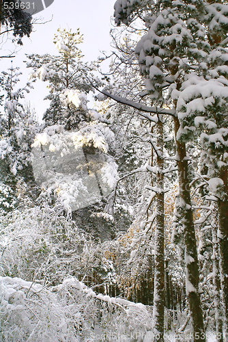 Image of Winter trees