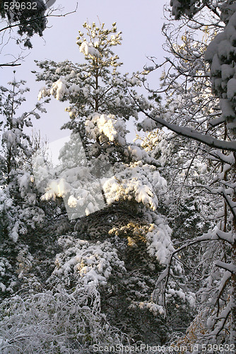 Image of Trees under snow 