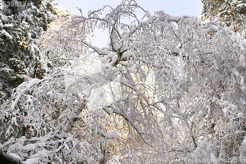 Image of Trees under snow