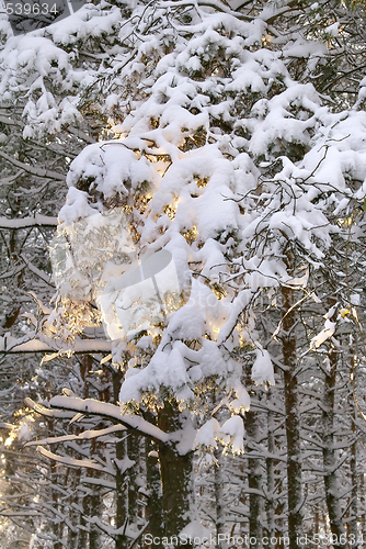 Image of Trees under snow cover