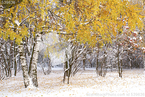 Image of Trees under snow