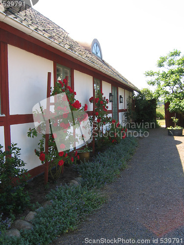 Image of Roses on wall.