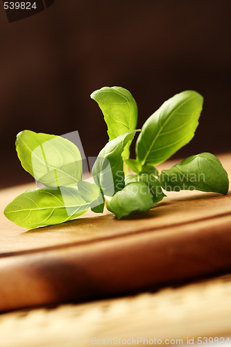 Image of fresh basil