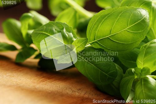 Image of fresh basil