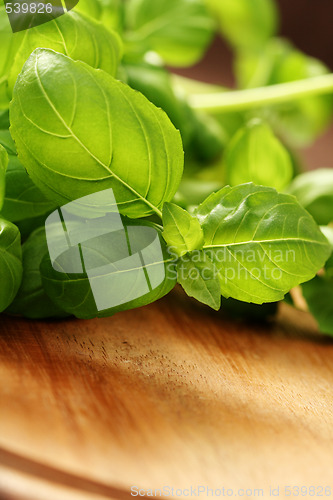 Image of fresh basil