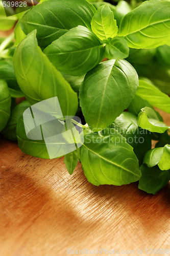 Image of fresh basil