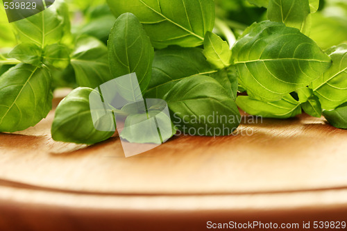 Image of fresh basil