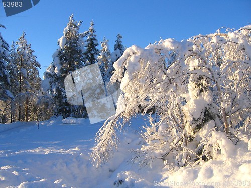 Image of Heavy branches