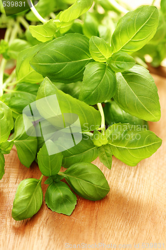Image of fresh basil