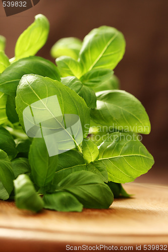 Image of fresh basil