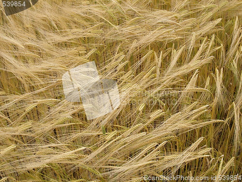 Image of cornfield