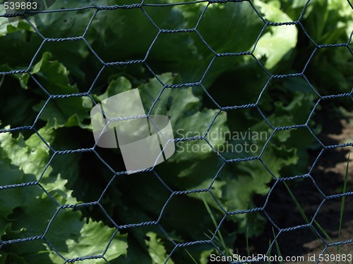 Image of Chicken Wire Fence