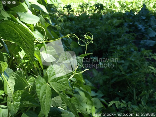 Image of Snap Bean Vine