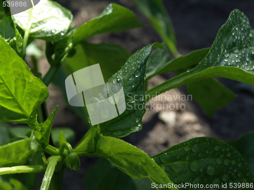 Image of Rain Drops on Leaf