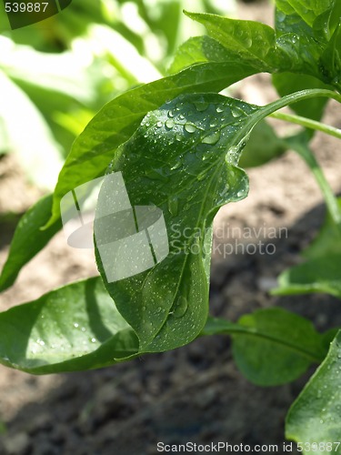 Image of Wet Leaves