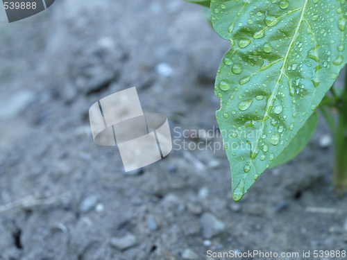 Image of Raindrops on Green