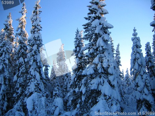 Image of Snow-laden spruces