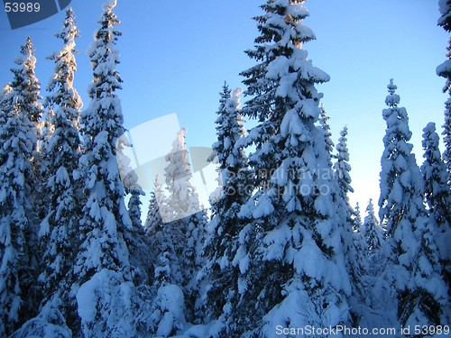 Image of Snow-laden spruces