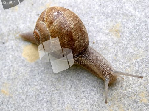 Image of snail