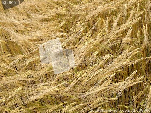 Image of cornfield