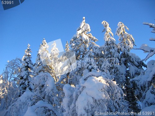 Image of Snowy treetops