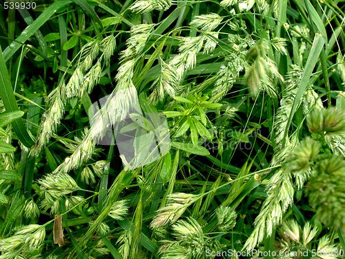Image of grass